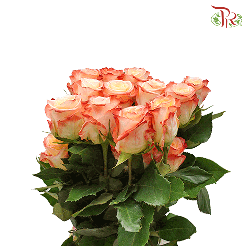 Ceres Rose - Cabaret (25 stems)-Ecd-prflorist.com.my