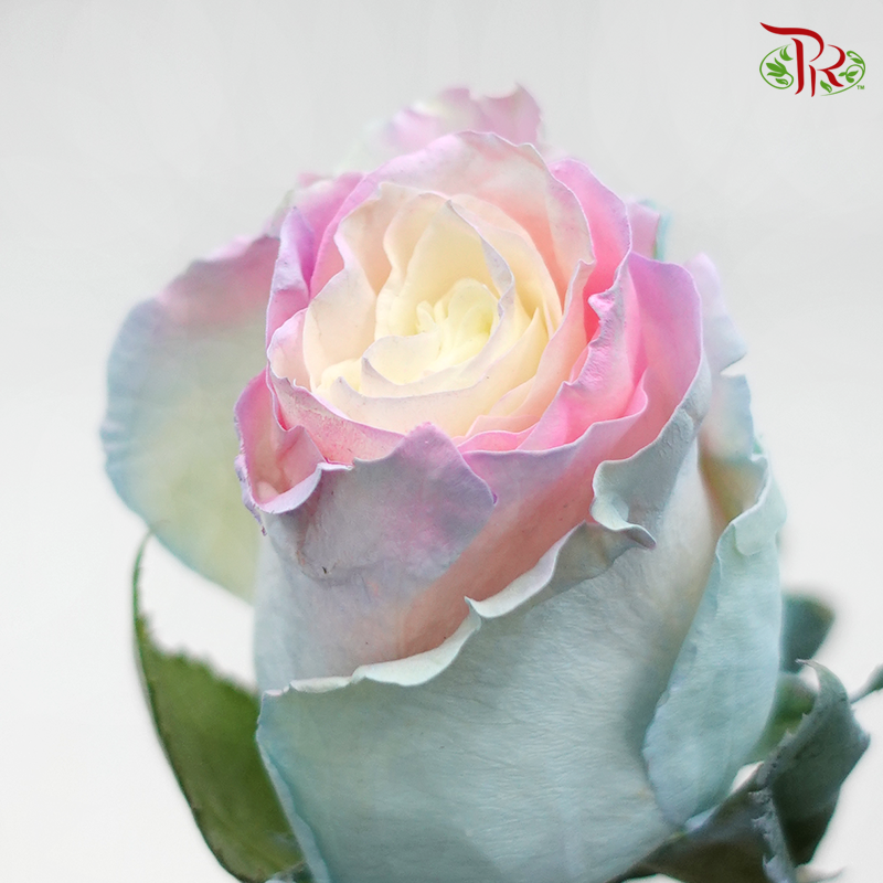 Ceres Rose - Candy Soft Mint (10 Stems)-Ecd-prflorist.com.my