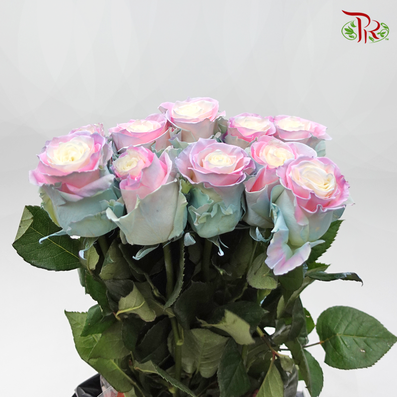Ceres Rose - Candy Soft Mint (10 Stems)-Ecd-prflorist.com.my