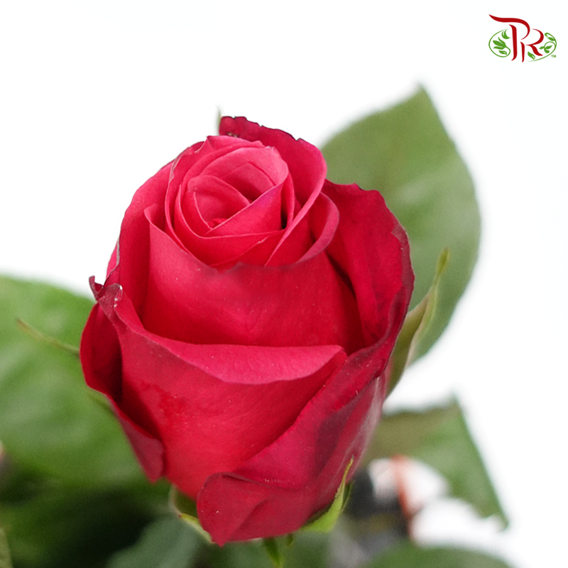 Ceres Rose - Cherry Oh! (10 Stems)-Cherry Pink-Ecd-prflorist.com.my