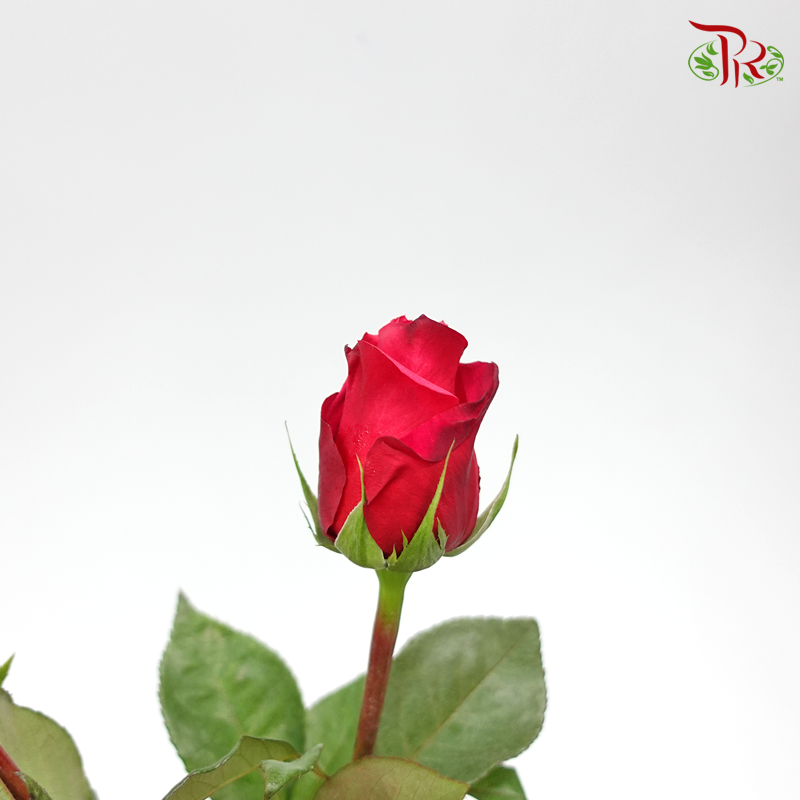 Ceres Rose - Cherry Oh! (10 Stems)-Cherry Pink-Ecd-prflorist.com.my