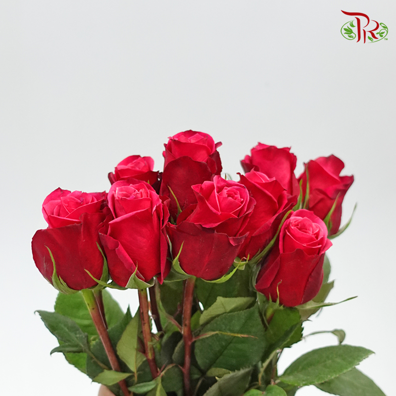 Ceres Rose - Cherry Oh! (10 Stems)-Cherry Pink-Ecd-prflorist.com.my