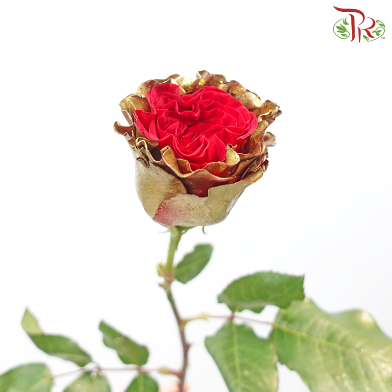 Ceres Rose - Christmas Gold (25 Stems)-Christmas Gold-Ecd-prflorist.com.my