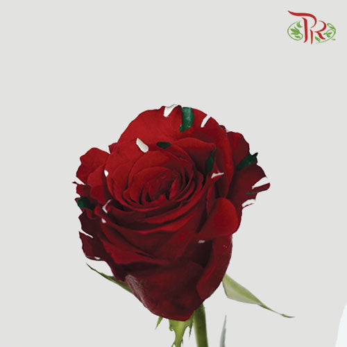 Ceres Rose - Christmas Party (10 Stems)-Ecd-prflorist.com.my