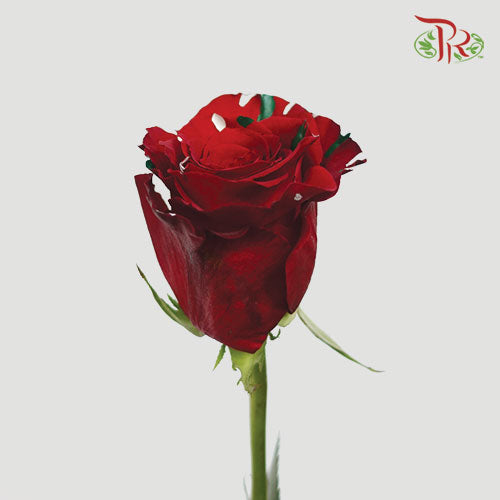 Ceres Rose - Christmas Party (10 Stems)-Ecd-prflorist.com.my