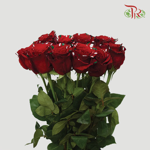 Ceres Rose - Christmas Party (10 Stems)-Ecd-prflorist.com.my