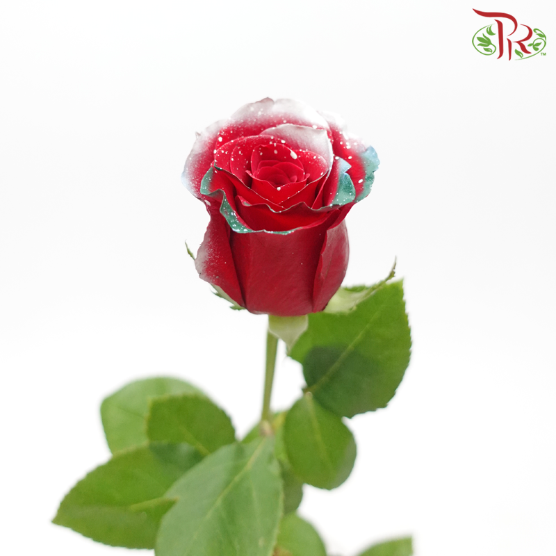 Ceres Rose - Christmas Time (10 Stems)-Christmas Time-Ecd-prflorist.com.my