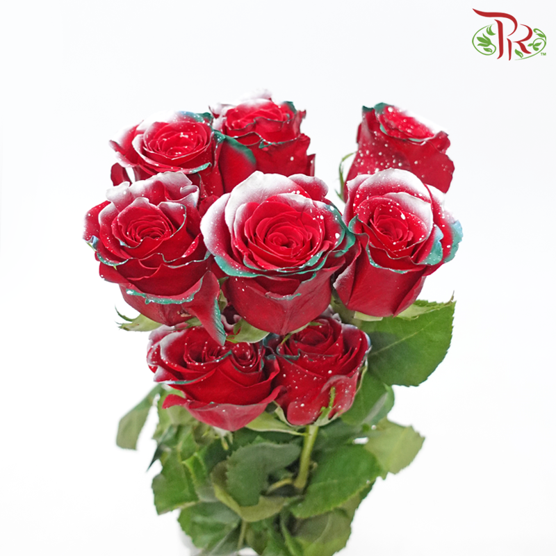 Ceres Rose - Christmas Time (10 Stems)-Christmas Time-Ecd-prflorist.com.my