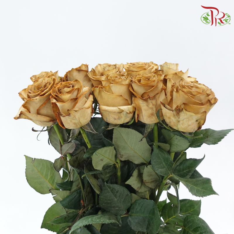 Ceres Rose - Coffee Absorcion (10 Stems)-Brown-Ecd-prflorist.com.my