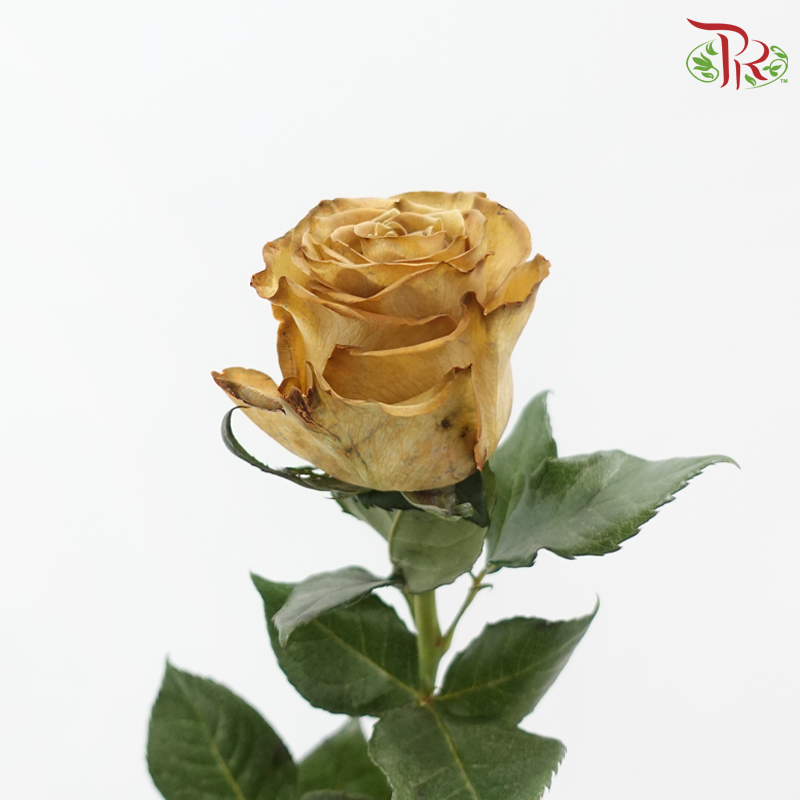 Ceres Rose - Coffee Absorcion (10 Stems)-Brown-Ecd-prflorist.com.my