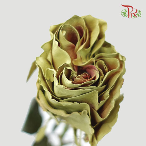 Ceres Rose - Coffee Cream (10 Stems)-Ecd-prflorist.com.my