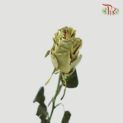 Ceres Rose - Coffee Cream (10 Stems)-Ecd-prflorist.com.my