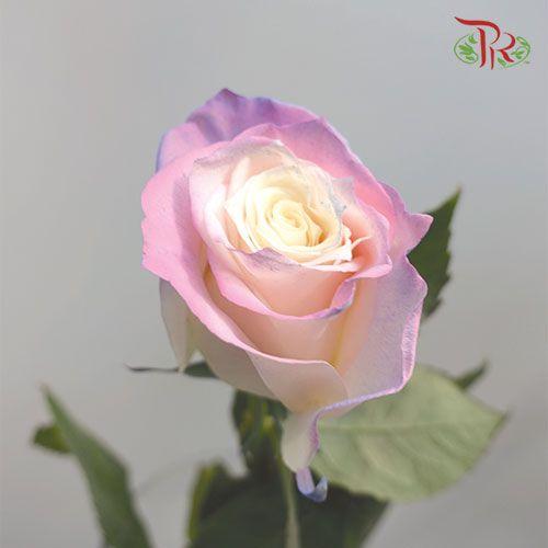 Ceres Rose - Cotton Candy (10 Stems)-Ecd-prflorist.com.my