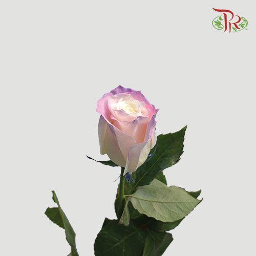 Ceres Rose - Cotton Candy (10 Stems)-Ecd-prflorist.com.my