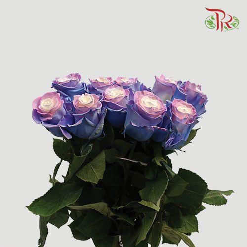 Ceres Rose - Cotton Candy (10 Stems)-Ecd-prflorist.com.my