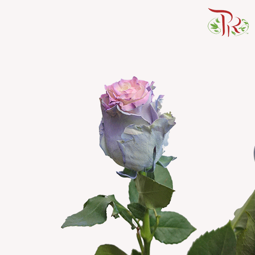 Ceres Rose - Cotton Candy 4 (10 Stems)-Ecd-prflorist.com.my