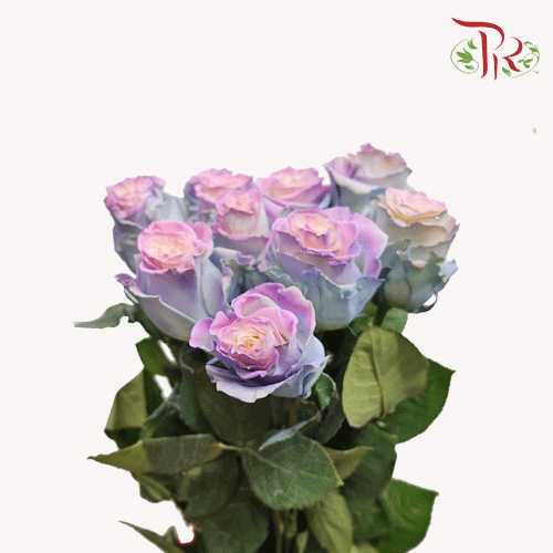 Ceres Rose - Cotton Candy 4 (10 Stems)-Ecd-prflorist.com.my