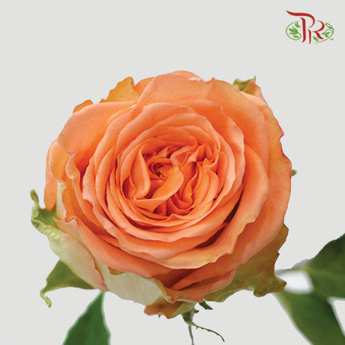 Ceres Rose - Country Home (25 Stems)-Ecd-prflorist.com.my