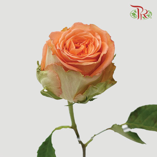 Ceres Rose - Country Home (25 Stems)-Ecd-prflorist.com.my