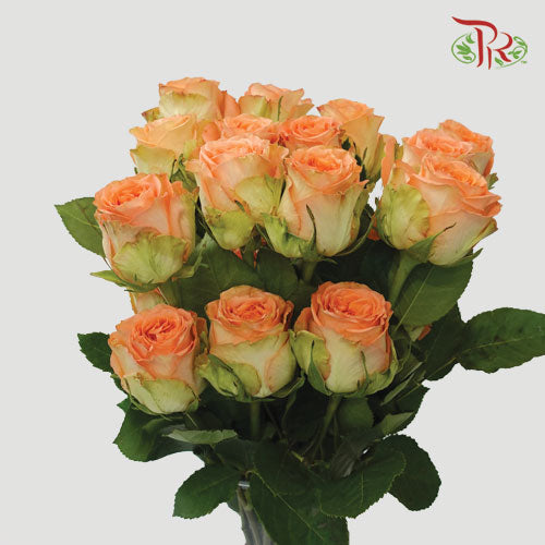 Ceres Rose - Country Home (25 Stems)-Ecd-prflorist.com.my