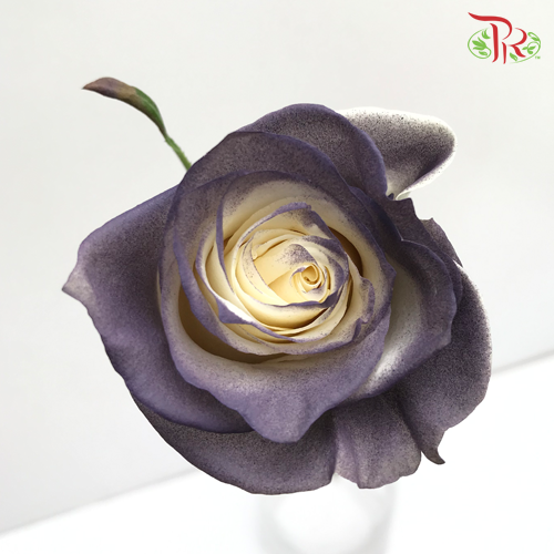 Ceres Rose - Dark Gray Clouds (10 Stems)-Ecd-prflorist.com.my