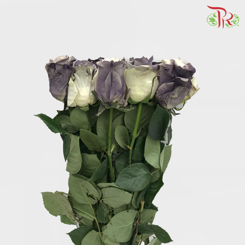 Ceres Rose - Dark Gray Clouds (10 Stems)-Ecd-prflorist.com.my