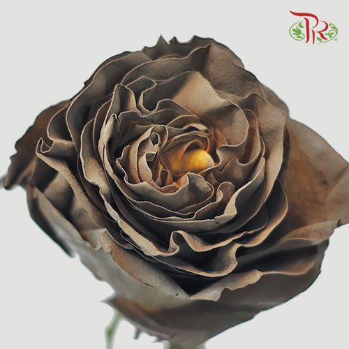 Ceres Rose - Dark Hot Choccolate (10 Stems)-Ecd-prflorist.com.my