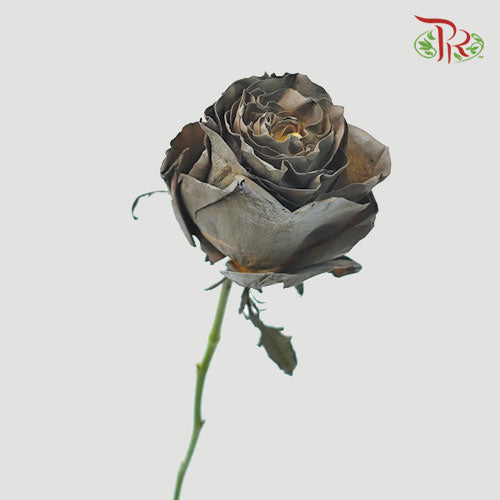 Ceres Rose - Dark Hot Choccolate (10 Stems)-Ecd-prflorist.com.my