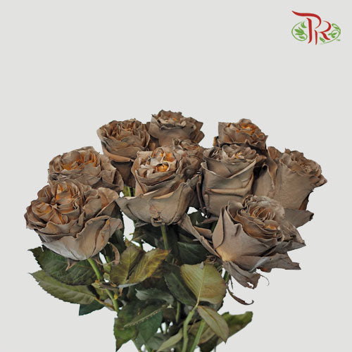 Ceres Rose - Dark Hot Choccolate (10 Stems)-Ecd-prflorist.com.my