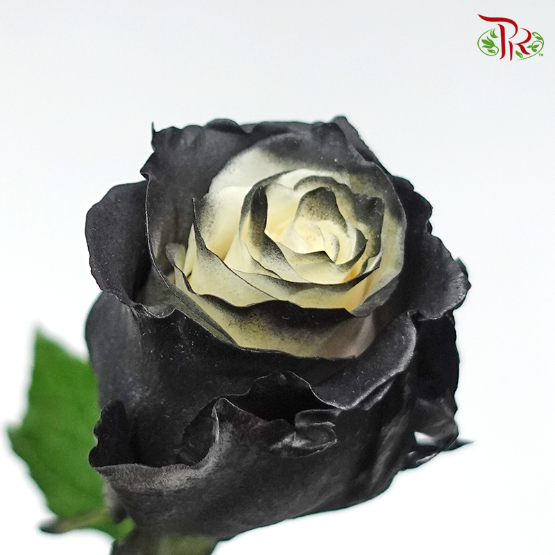 Ceres Rose - Dark Night (10 Stems)-Ecd-prflorist.com.my