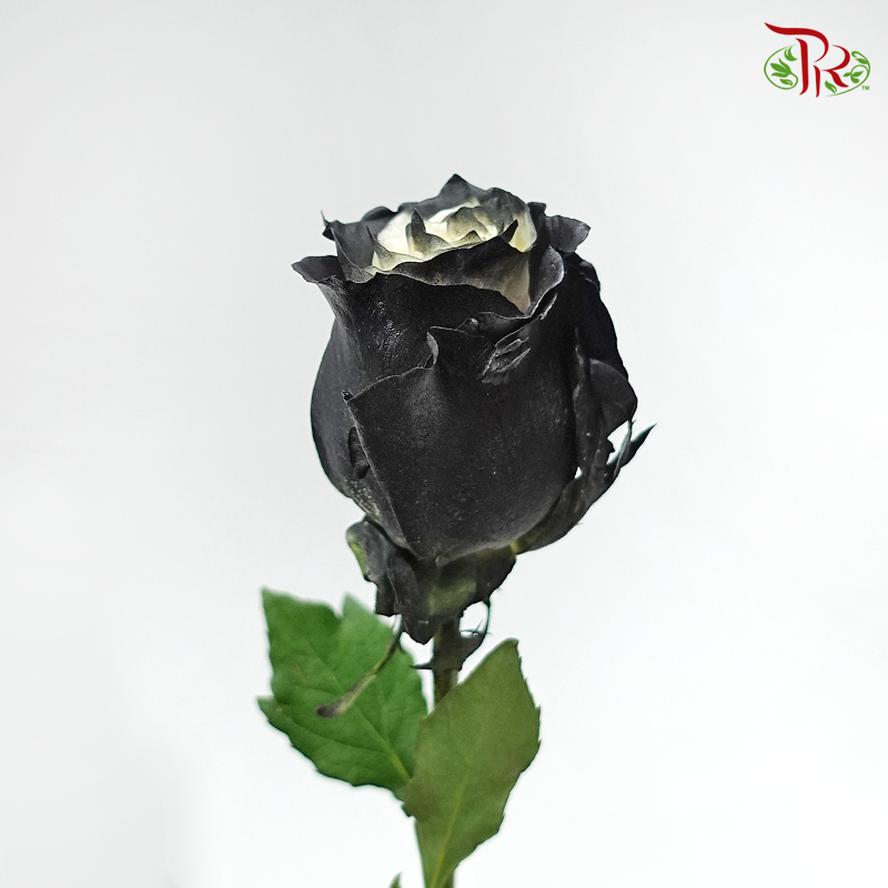 Ceres Rose - Dark Night (10 Stems)-Ecd-prflorist.com.my