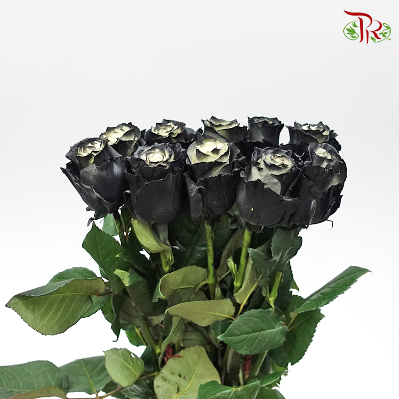 Ceres Rose - Dark Night (10 Stems)-Ecd-prflorist.com.my