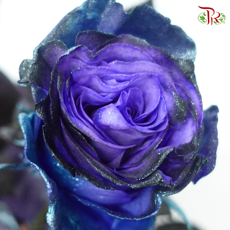 Ceres Rose - Deep Space (10 Stems)-Blue-Ecd-prflorist.com.my