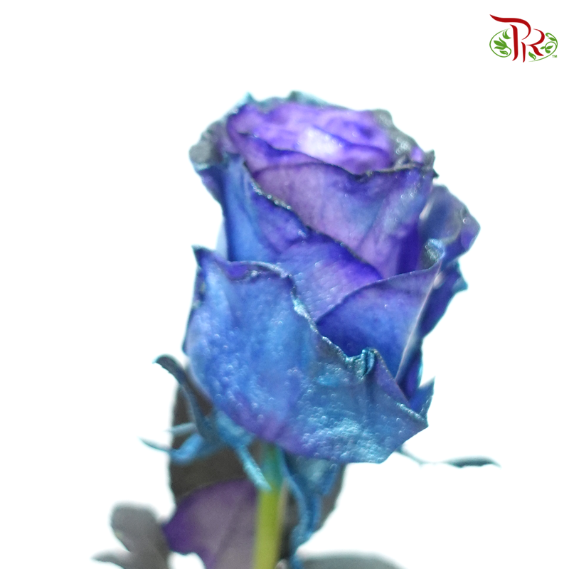 Ceres Rose - Deep Space (10 Stems)-Blue-Ecd-prflorist.com.my