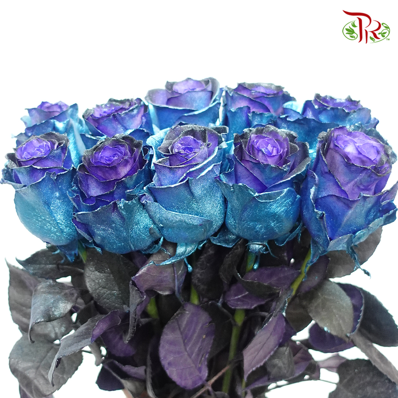 Ceres Rose - Deep Space (10 Stems)-Blue-Ecd-prflorist.com.my