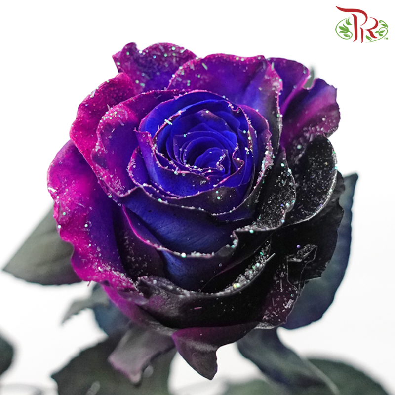 Ceres Rose - Dragon Fly (10 Stems)-Ecd-prflorist.com.my