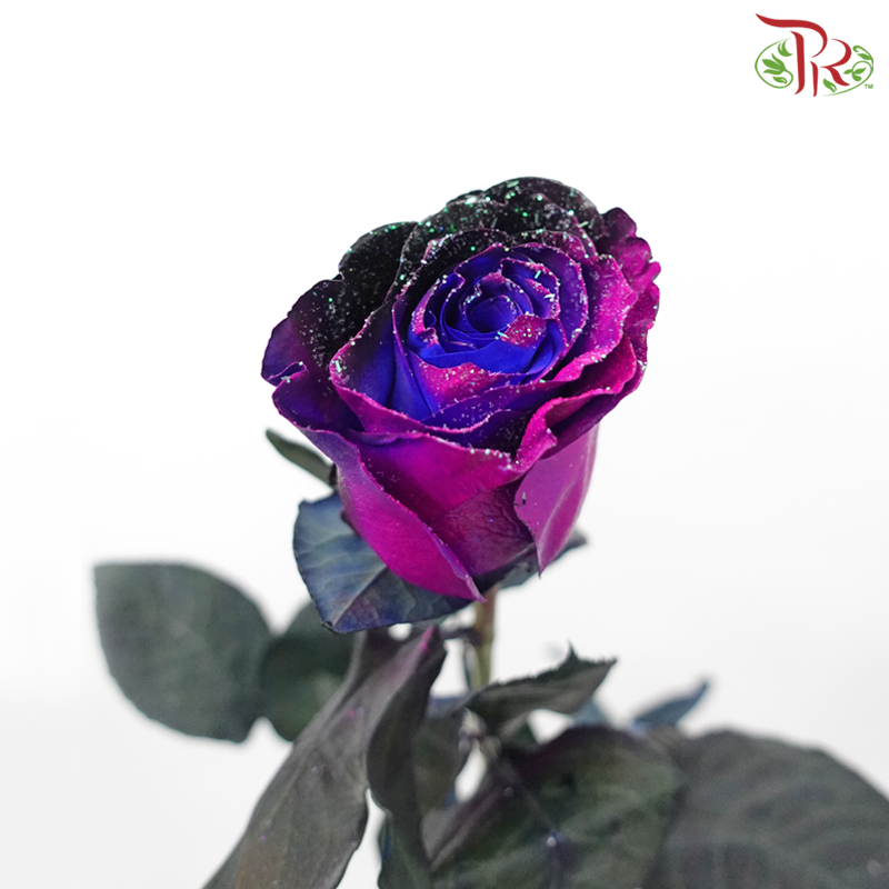 Ceres Rose - Dragon Fly (10 Stems)-Ecd-prflorist.com.my