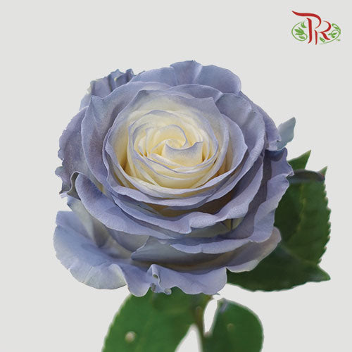 Ceres Rose - Dusty Blue (10 Stems)-Ecd-prflorist.com.my