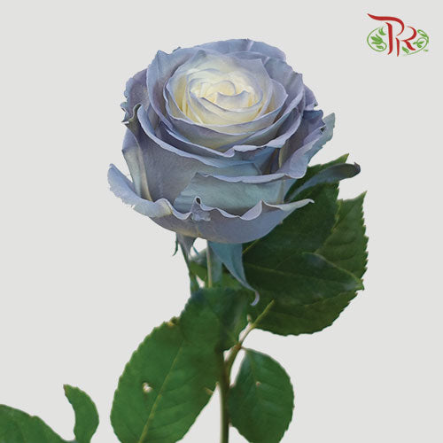 Ceres Rose - Dusty Blue (10 Stems)-Ecd-prflorist.com.my