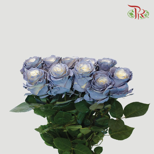 Ceres Rose - Dusty Blue (10 Stems)-Ecd-prflorist.com.my
