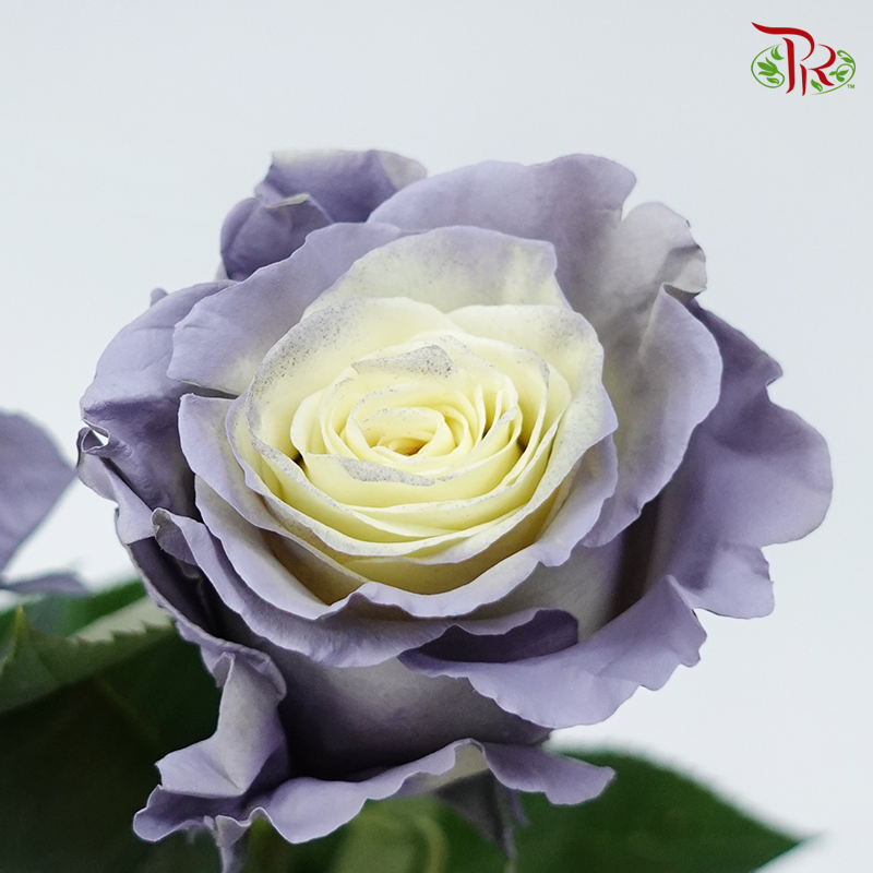Ceres Rose - Dusty Grey 1 (10 Stems)-Ecd-prflorist.com.my