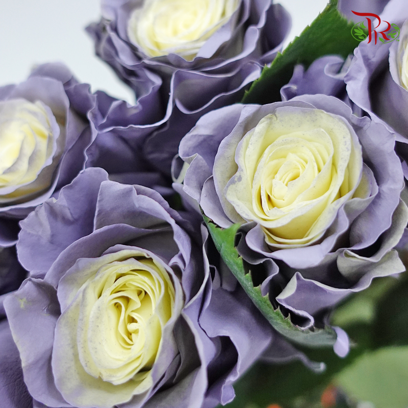 Ceres Rose - Dusty Grey 1 (10 Stems)-Ecd-prflorist.com.my