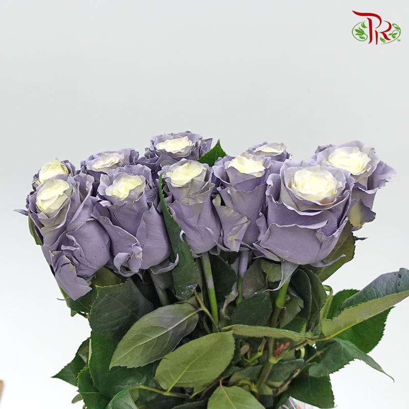 Ceres Rose - Dusty Grey 1 (10 Stems)-Ecd-prflorist.com.my