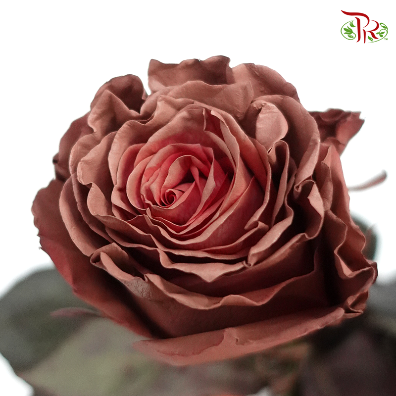 Ceres Rose - Dusty Pink (10 Stems)-Ecd-prflorist.com.my