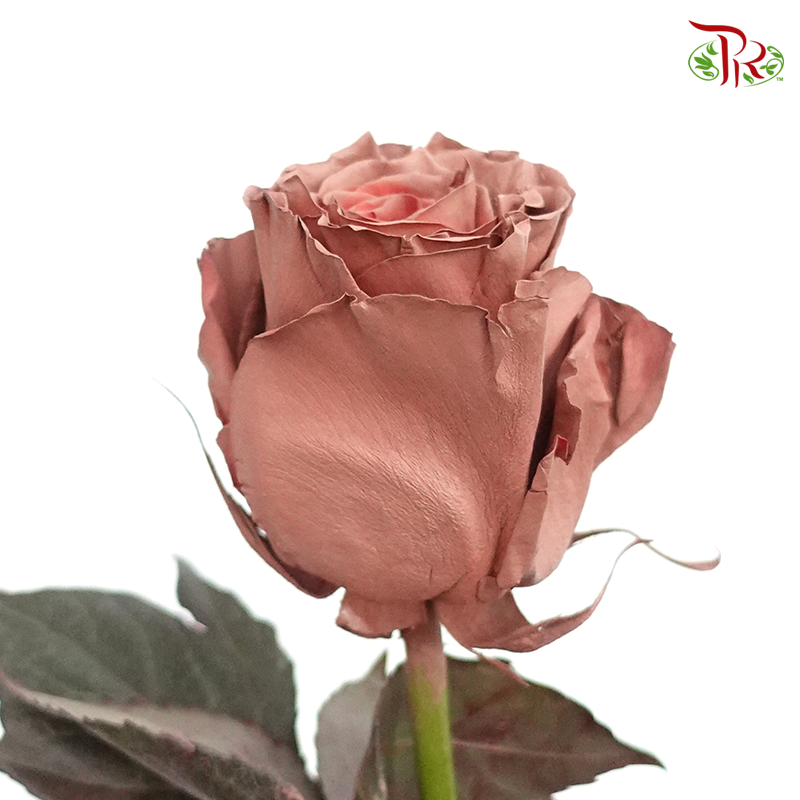 Ceres Rose - Dusty Pink (10 Stems)-Ecd-prflorist.com.my