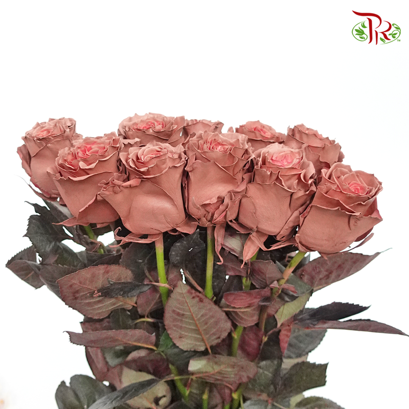 Ceres Rose - Dusty Pink (10 Stems)-Ecd-prflorist.com.my