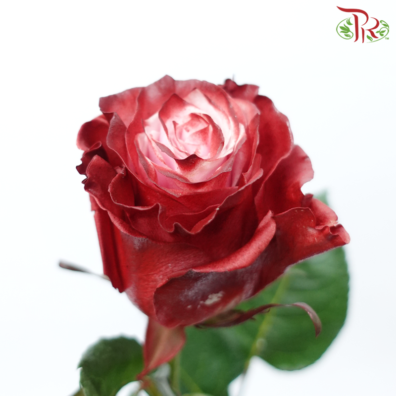 Ceres Rose - Dusty Rose (10 Stems)-Ecd-prflorist.com.my