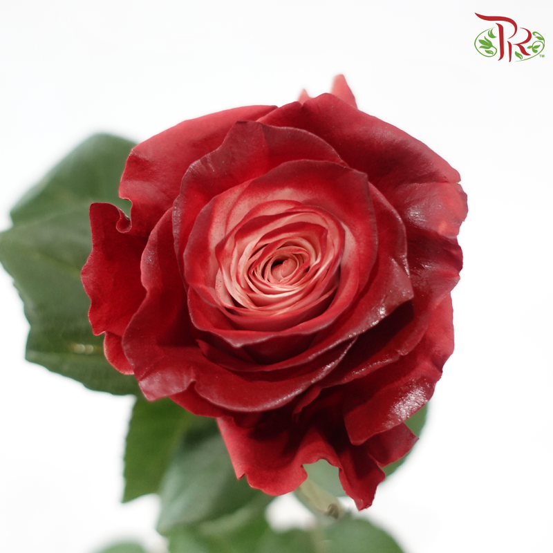 Ceres Rose - Dusty Rose (10 Stems)-Ecd-prflorist.com.my