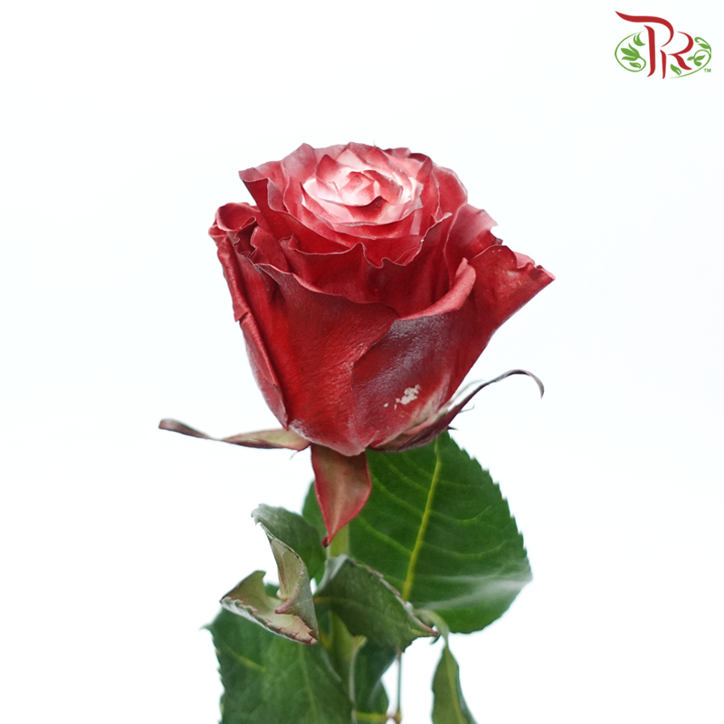 Ceres Rose - Dusty Rose (10 Stems)-Ecd-prflorist.com.my