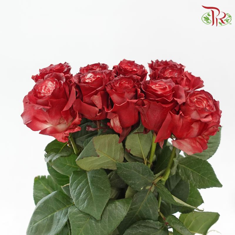 Ceres Rose - Dusty Rose (10 Stems)-Ecd-prflorist.com.my